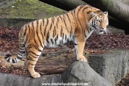 Hagenbeck 28022014 023