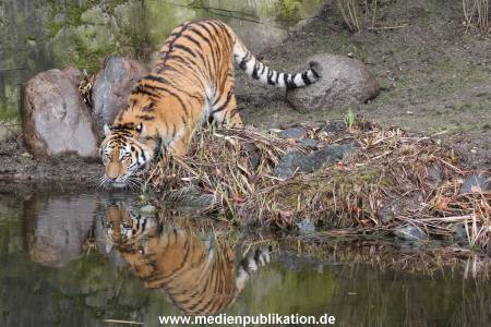 Hagenbeck 28022014 024