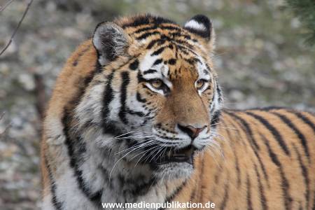 Hagenbeck 28022014 026