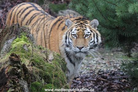 Hagenbeck 28022014 027