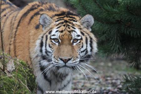 Hagenbeck 28022014 028