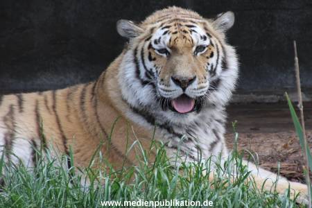 Hagenbeck 29052011 001