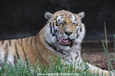 Hagenbeck 29052011 002