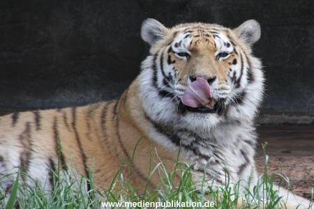 Hagenbeck 29052011 003
