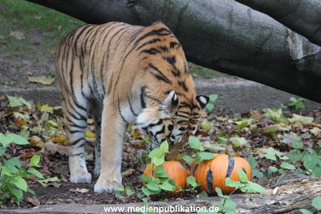 Hagenbeck 29102014 006