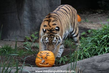 Hagenbeck 29102014 007