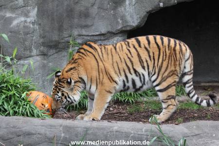 Hagenbeck 29102014 014