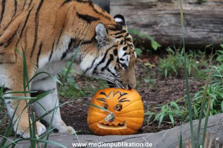 Hagenbeck 29102014 015