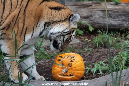 Hagenbeck 29102014 017