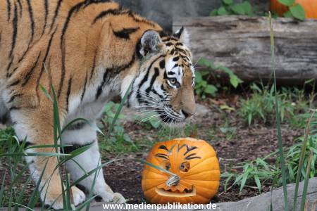 Hagenbeck 29102014 018