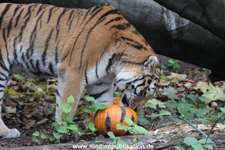Hagenbeck 29102014 020