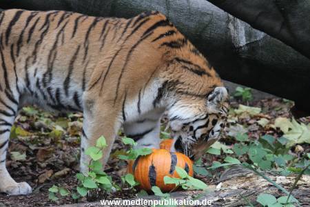 Hagenbeck 29102014 021