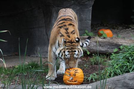 Hagenbeck 29102014 022