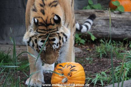 Hagenbeck 29102014 024