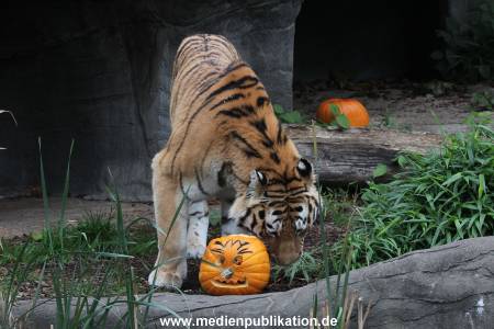 Hagenbeck 29102014 025