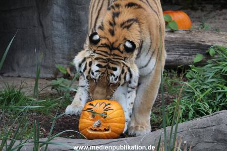 Hagenbeck 29102014 026