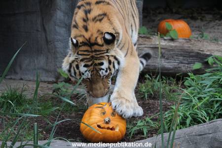 Hagenbeck 29102014 031
