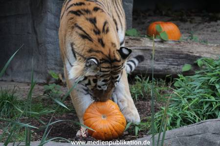 Hagenbeck 29102014 033