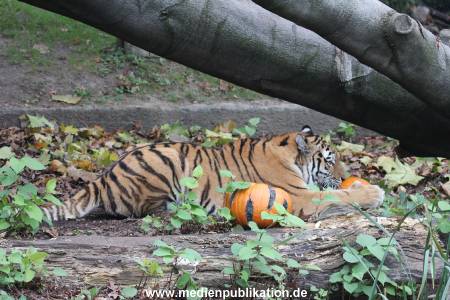 Hagenbeck 29102014 034
