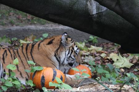 Hagenbeck 29102014 035
