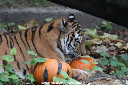 Hagenbeck 29102014 036