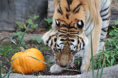 Hagenbeck 29102014 037