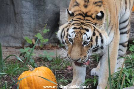 Hagenbeck 29102014 039