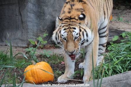 Hagenbeck 29102014 040