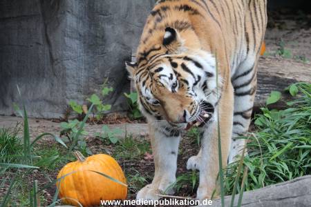 Hagenbeck 29102014 041