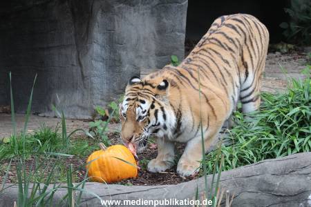 Hagenbeck 29102014 043