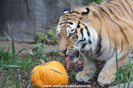 Hagenbeck 29102014 048
