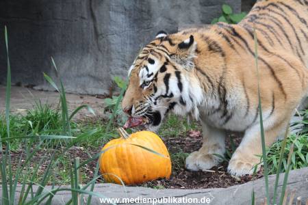 Hagenbeck 29102014 049