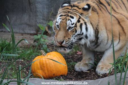 Hagenbeck 29102014 050