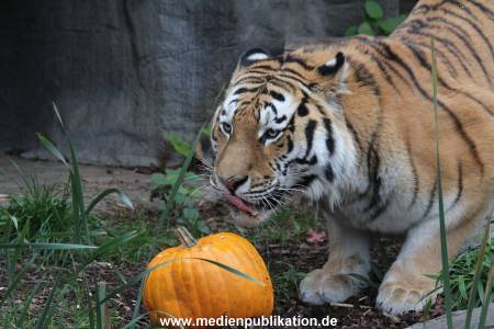Hagenbeck 29102014 053