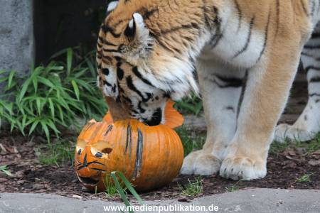 Hagenbeck 29102014 056