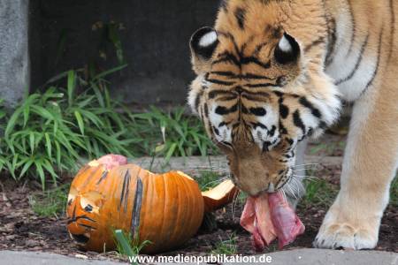 Hagenbeck 29102014 057