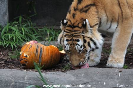 Hagenbeck 29102014 058