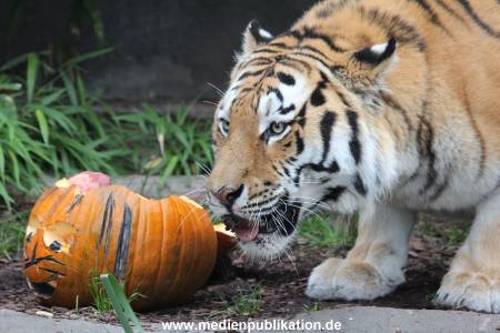 Hagenbeck 29102014 059