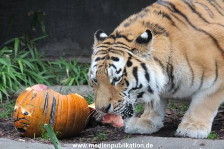 Hagenbeck 29102014 060
