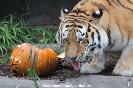 Hagenbeck 29102014 061