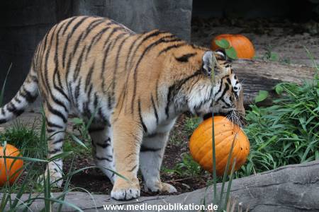 Hagenbeck 29102014 063