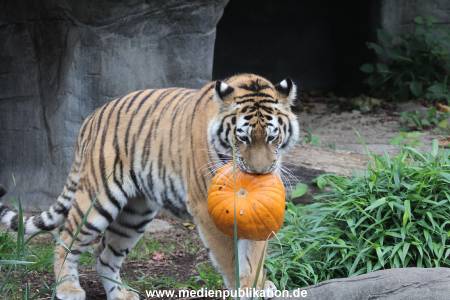 Hagenbeck 29102014 064
