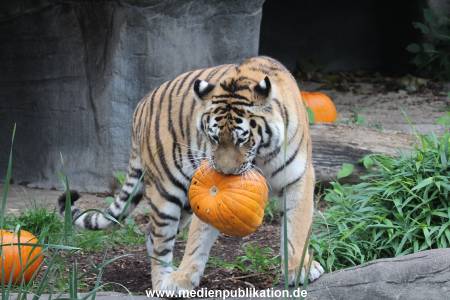 Hagenbeck 29102014 065