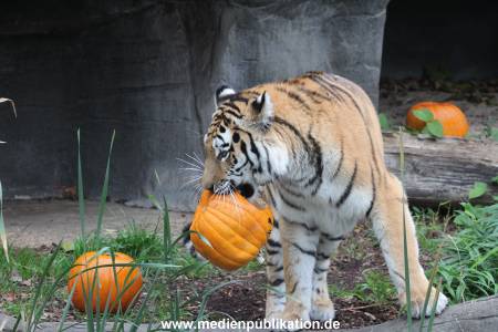 Hagenbeck 29102014 066