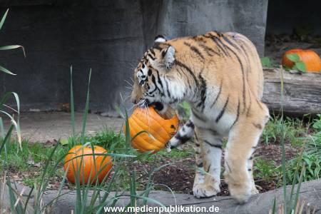 Hagenbeck 29102014 067