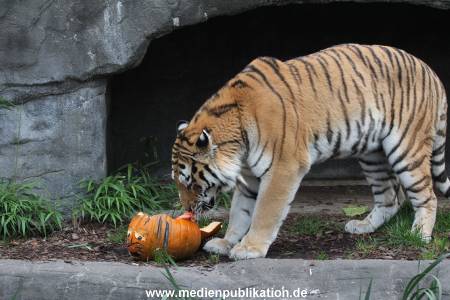 Hagenbeck 29102014 068