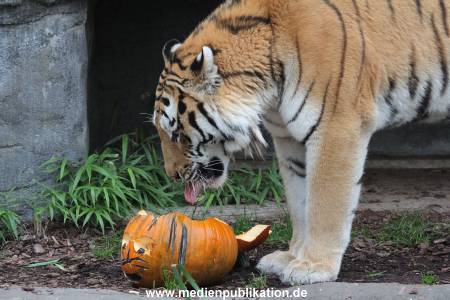 Hagenbeck 29102014 069