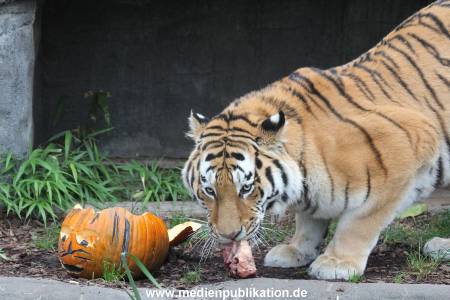 Hagenbeck 29102014 070