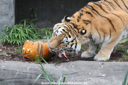 Hagenbeck 29102014 071