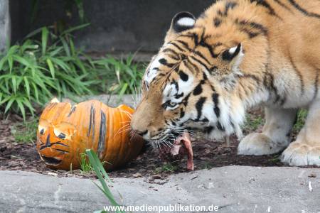 Hagenbeck 29102014 075